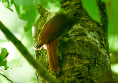 Sittasomus griseicapillus