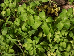 Alstroemeria psittacina
