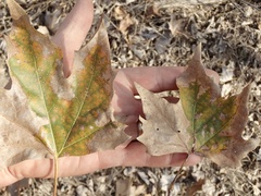 Platanus × hispanica