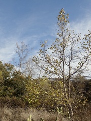 Platanus × hispanica