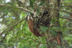 Lepidocolaptes angustirostris