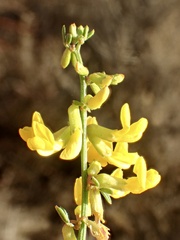 Acmispon glaber glaber