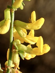 Acmispon glaber glaber