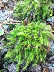 Echinodiopsis hispida