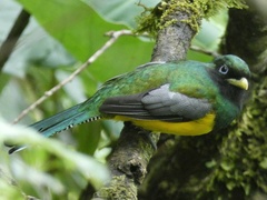 Trogon rufus