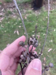 Eucalyptus eugenioides