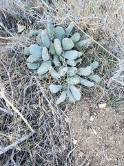 Opuntia basilaris brachyclada