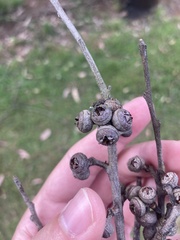 Eucalyptus eugenioides