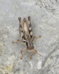 Melanoplus lakinus