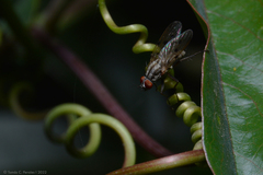 Anthomyia punctipennis