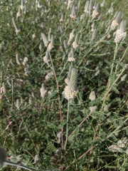 Dalea albiflora