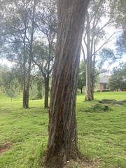 Eucalyptus eugenioides