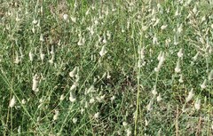 Dalea albiflora