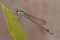 Ischnura fluviatilis