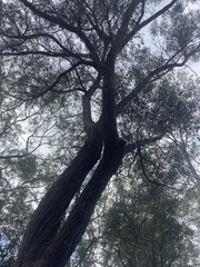 Eucalyptus eugenioides