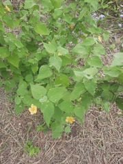 Abutilon viscosum