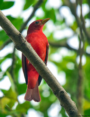 Piranga rubra