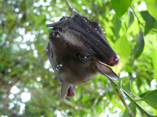 Western Woermann's fruit bat
