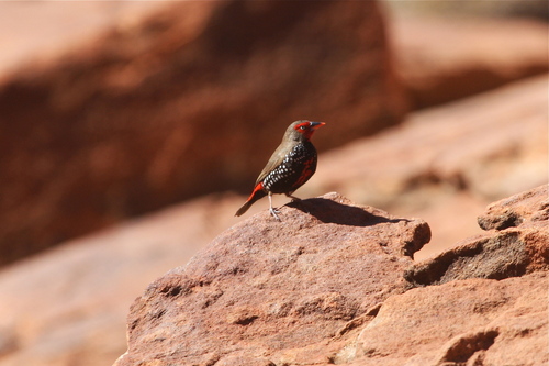 Painted Finch