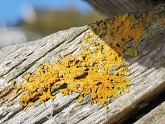 Xanthoria parietina