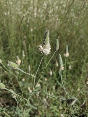 Dalea albiflora