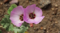 Sphaeralcea obtusiloba