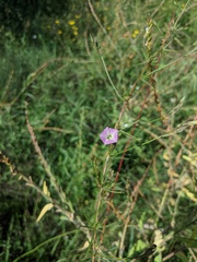 Ipomoea costellata