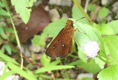 Iambrix salsala salsala