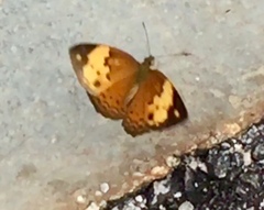 Cupha erymanthis lotis