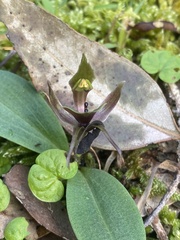 Chiloglottis