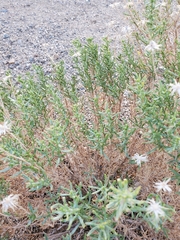 Ericameria linearifolia