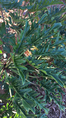 Thaumatophyllum xanadu