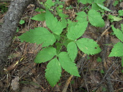 Clematis alpina sibirica