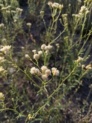 Hymenothrix loomisii