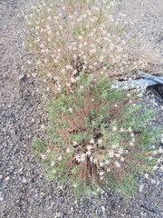 Ericameria linearifolia