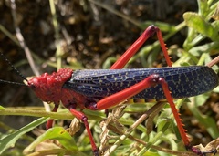 Phymateus morbillosus