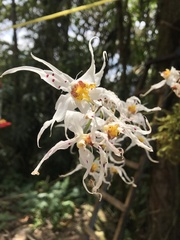Oncidium cirrhosum