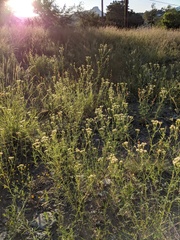 Hymenothrix loomisii