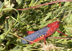 Phymateus morbillosus