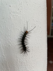 Insecta