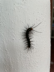 Insecta