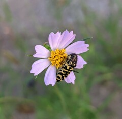 Acmaeodera