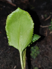 Muehlenbeckia adpressa