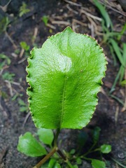 Muehlenbeckia adpressa