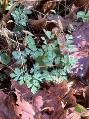 Corydalis incisa