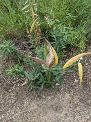 Asclepias tuberosa interior