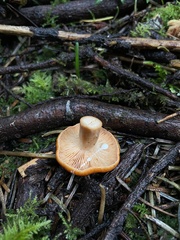 Lactarius subviscidus
