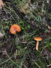 Lactarius subviscidus