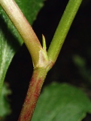 Muehlenbeckia adpressa