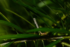 Hemiphyllodactylus typus